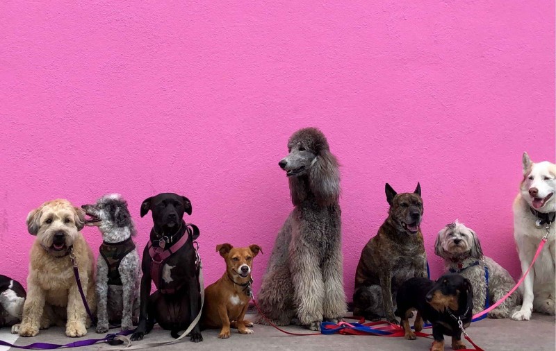 Die 7 besten Hundeversicherungen 2019: Zehn Hunde sitzen vor einer pinken Wand