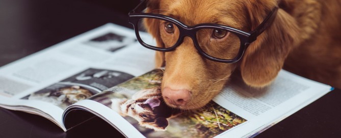 Die häufigsten Hunde-Haftpflichtschäden: Hund liegt mit der Schnauze auf einer Zeitschrift und hat eine Brille auf