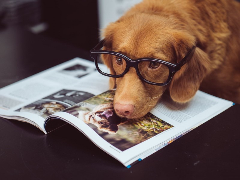 Die häufigsten Hunde-Haftpflichtschäden: Hund liegt mit der Schnauze auf einer Zeitschrift und hat eine Brille auf