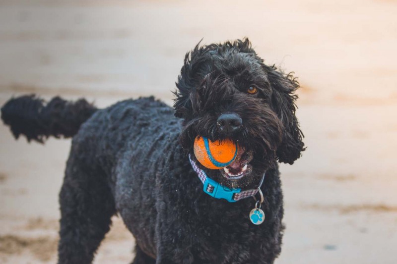 Schwarzer Hund mit Ball im Mund
