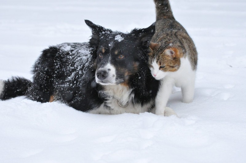 Wie übersteht Dein Vierbeiner die kalte Jahreszeit am besten: Hund und Katze zusammen im Schnee.