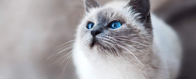 Weiße katze mit blauen Augen.